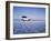 Bolivia, Potosi Department, Daniel Campos Province, White Toyota Landcruiser on the Salar de Uyuni,-Karol Kozlowski-Framed Photographic Print