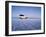 Bolivia, Potosi Department, Daniel Campos Province, White Toyota Landcruiser on the Salar de Uyuni,-Karol Kozlowski-Framed Photographic Print