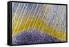 Bolivia-Art Wolfe-Framed Stretched Canvas