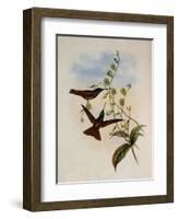 Bolivian Rainbow, Diphogena Aurora-John Gould-Framed Giclee Print