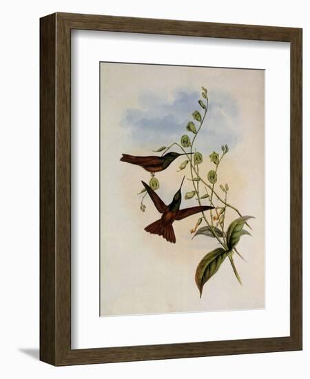 Bolivian Rainbow, Diphogena Aurora-John Gould-Framed Giclee Print