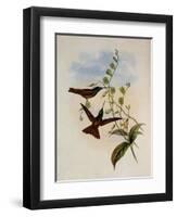 Bolivian Rainbow, Diphogena Aurora-John Gould-Framed Giclee Print