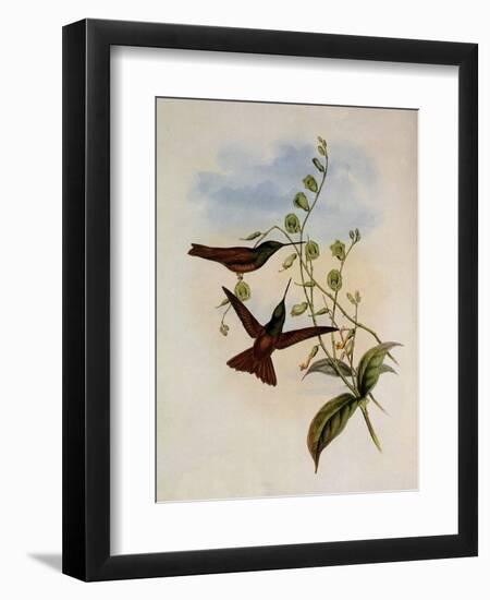 Bolivian Rainbow, Diphogena Aurora-John Gould-Framed Giclee Print