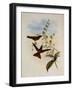 Bolivian Rainbow, Diphogena Aurora-John Gould-Framed Giclee Print