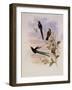 Bolivian Sylph, Cyanthus Bolivianus-John Gould-Framed Giclee Print