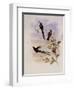 Bolivian Sylph, Cyanthus Bolivianus-John Gould-Framed Giclee Print