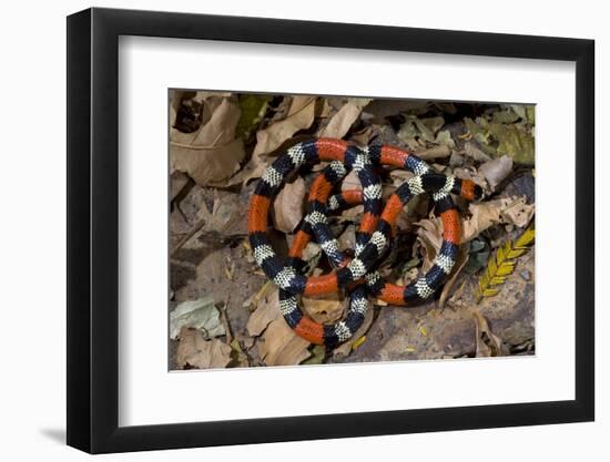 Bolivian Triad Coral Sanke (Micrurus Frontifasciatus) Coiled Up On Leaves-Daniel Heuclin-Framed Photographic Print