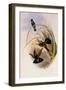 Bolivian Violet-Ear, Petasophora Iolata-John Gould-Framed Giclee Print