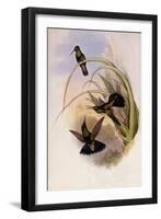 Bolivian Violet-Ear, Petasophora Iolata-John Gould-Framed Giclee Print