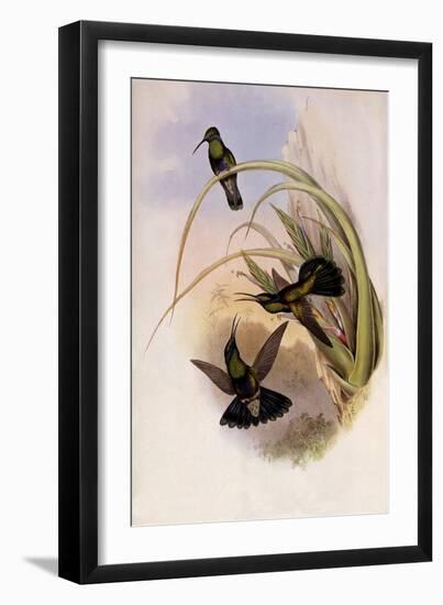 Bolivian Violet-Ear, Petasophora Iolata-John Gould-Framed Giclee Print