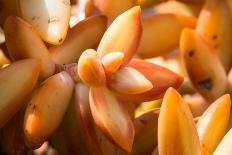 Orange Succulent-bolkan73-Laminated Photographic Print