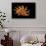 Bolma Girgyllus-Paul Starosta-Mounted Premium Photographic Print displayed on a wall