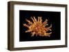 Bolma Girgyllus-Paul Starosta-Framed Photographic Print