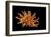 Bolma Girgyllus-Paul Starosta-Framed Photographic Print