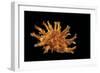 Bolma Girgyllus-Paul Starosta-Framed Photographic Print