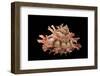 Bolma Girgyllus-Paul Starosta-Framed Photographic Print