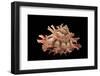 Bolma Girgyllus-Paul Starosta-Framed Photographic Print