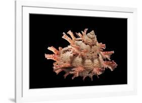 Bolma Girgyllus-Paul Starosta-Framed Photographic Print