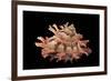 Bolma Girgyllus-Paul Starosta-Framed Photographic Print