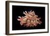 Bolma Girgyllus-Paul Starosta-Framed Photographic Print