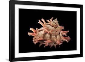 Bolma Girgyllus-Paul Starosta-Framed Photographic Print