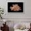 Bolma Girgyllus-Paul Starosta-Framed Photographic Print displayed on a wall