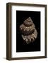 Bolma Modesta-Paul Starosta-Framed Photographic Print