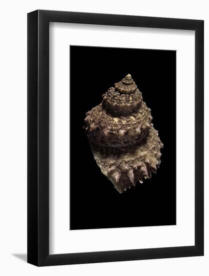 Bolma Modesta-Paul Starosta-Framed Photographic Print