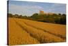 Bolsover Castle and Corn Field at Sunset, Bolsover, Derbyshire, England, United Kingdom, Europe-Frank Fell-Stretched Canvas