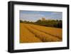 Bolsover Castle and Corn Field at Sunset, Bolsover, Derbyshire, England, United Kingdom, Europe-Frank Fell-Framed Photographic Print