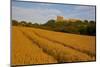 Bolsover Castle and Corn Field at Sunset, Bolsover, Derbyshire, England, United Kingdom, Europe-Frank Fell-Mounted Photographic Print