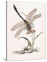 Bolton's Dragon-Fly-Edward Donovan-Stretched Canvas