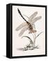 Bolton's Dragon-Fly-Edward Donovan-Framed Stretched Canvas