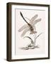 Bolton's Dragon-Fly-Edward Donovan-Framed Giclee Print