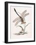 Bolton's Dragon-Fly-Edward Donovan-Framed Giclee Print