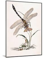 Bolton's Dragon-Fly-Edward Donovan-Mounted Giclee Print