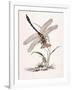 Bolton's Dragon-Fly-Edward Donovan-Framed Giclee Print