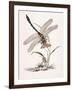 Bolton's Dragon-Fly-Edward Donovan-Framed Giclee Print