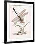 Bolton's Dragon-Fly-Edward Donovan-Framed Giclee Print