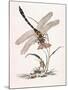 Bolton's Dragon-Fly-Edward Donovan-Mounted Giclee Print