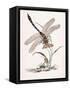 Bolton's Dragon-Fly-Edward Donovan-Framed Stretched Canvas