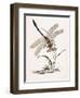 Bolton's Dragon-Fly-Edward Donovan-Framed Giclee Print