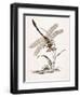 Bolton's Dragon-Fly-Edward Donovan-Framed Giclee Print