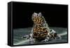 Bombina Orientalis (Oriental Fire-Bellied Toad)-Paul Starosta-Framed Stretched Canvas