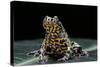 Bombina Orientalis (Oriental Fire-Bellied Toad)-Paul Starosta-Stretched Canvas