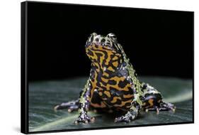 Bombina Orientalis (Oriental Fire-Bellied Toad)-Paul Starosta-Framed Stretched Canvas