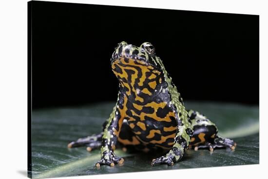 Bombina Orientalis (Oriental Fire-Bellied Toad)-Paul Starosta-Stretched Canvas