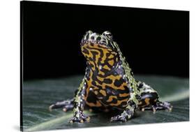 Bombina Orientalis (Oriental Fire-Bellied Toad)-Paul Starosta-Stretched Canvas