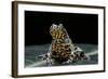 Bombina Orientalis (Oriental Fire-Bellied Toad)-Paul Starosta-Framed Photographic Print