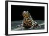 Bombina Orientalis (Oriental Fire-Bellied Toad)-Paul Starosta-Framed Photographic Print